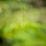 Living Sensors: Bacteria as Environmental Monitors