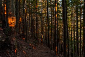 Ancient Forest Temples: Hidden Sacred Sites