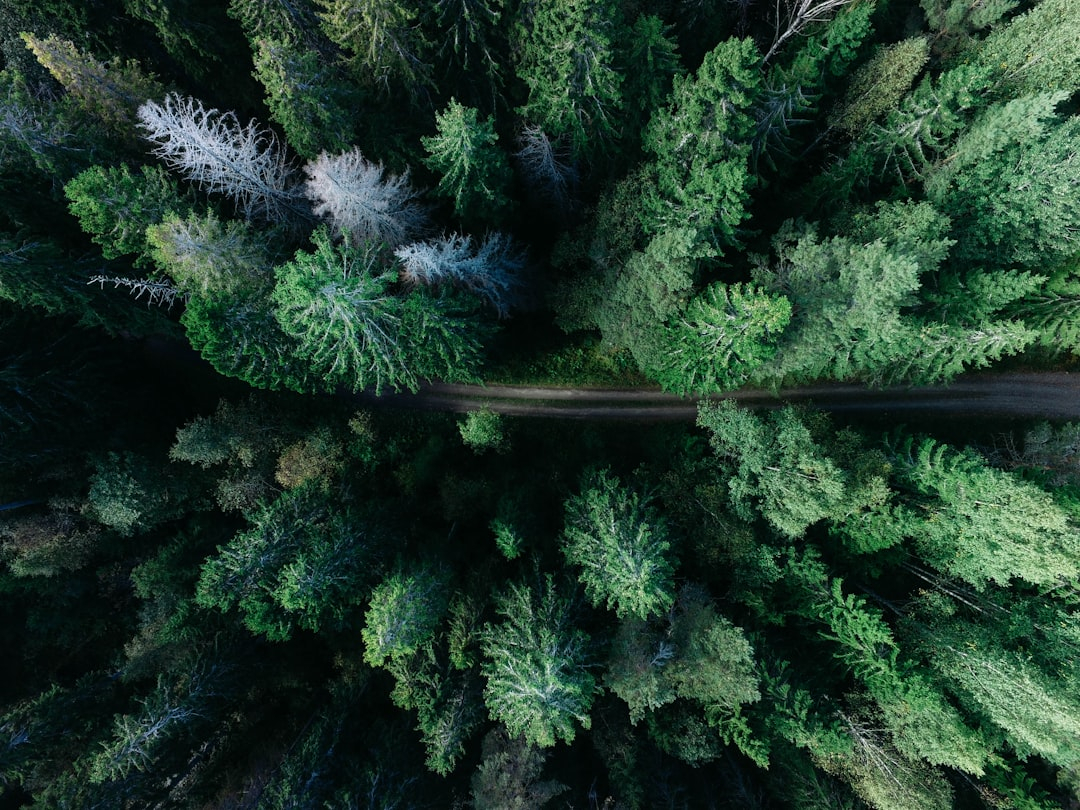 Ancient Forest Trails: Woodland Heritage