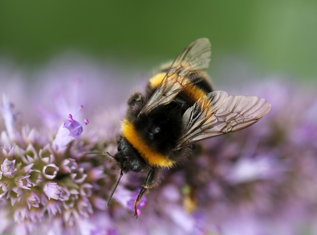 Traditional Honey Hunting: Himalayan Bee Keeping