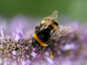 Traditional Honey Hunting: Himalayan Bee Keeping