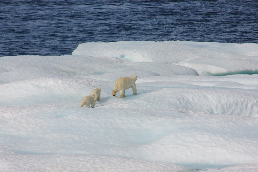 Arctic Ice Fishing: Traditional Methods