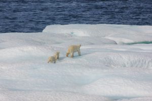 Arctic Ice Fishing: Traditional Methods